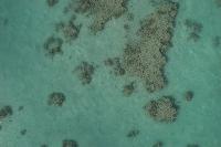RedSea_Stingray_Detection project thumbnail