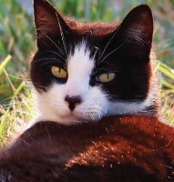 Forest Zone project thumbnail