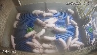 pig aggression project thumbnail