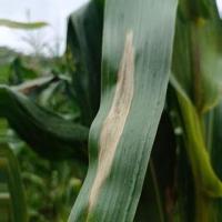Corn Leaf Disease Detection project thumbnail