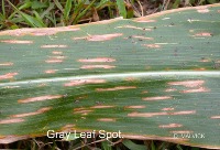 Corn Leaf Disease project thumbnail