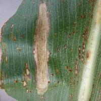 maize corn  leaf project project thumbnail