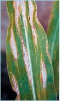 Corn Detection project thumbnail