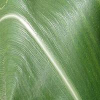 penyakit-daun-jagung project thumbnail