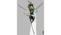Insect segmentation project thumbnail
