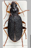 Insect_Keypoint_v0 project thumbnail