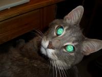 Cats project thumbnail