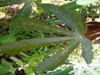 cassava-npk-detector project thumbnail