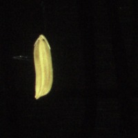 seed viability project thumbnail