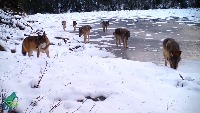 WILDNET project thumbnail