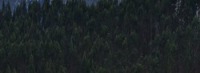 Peatland Forest Natural project thumbnail
