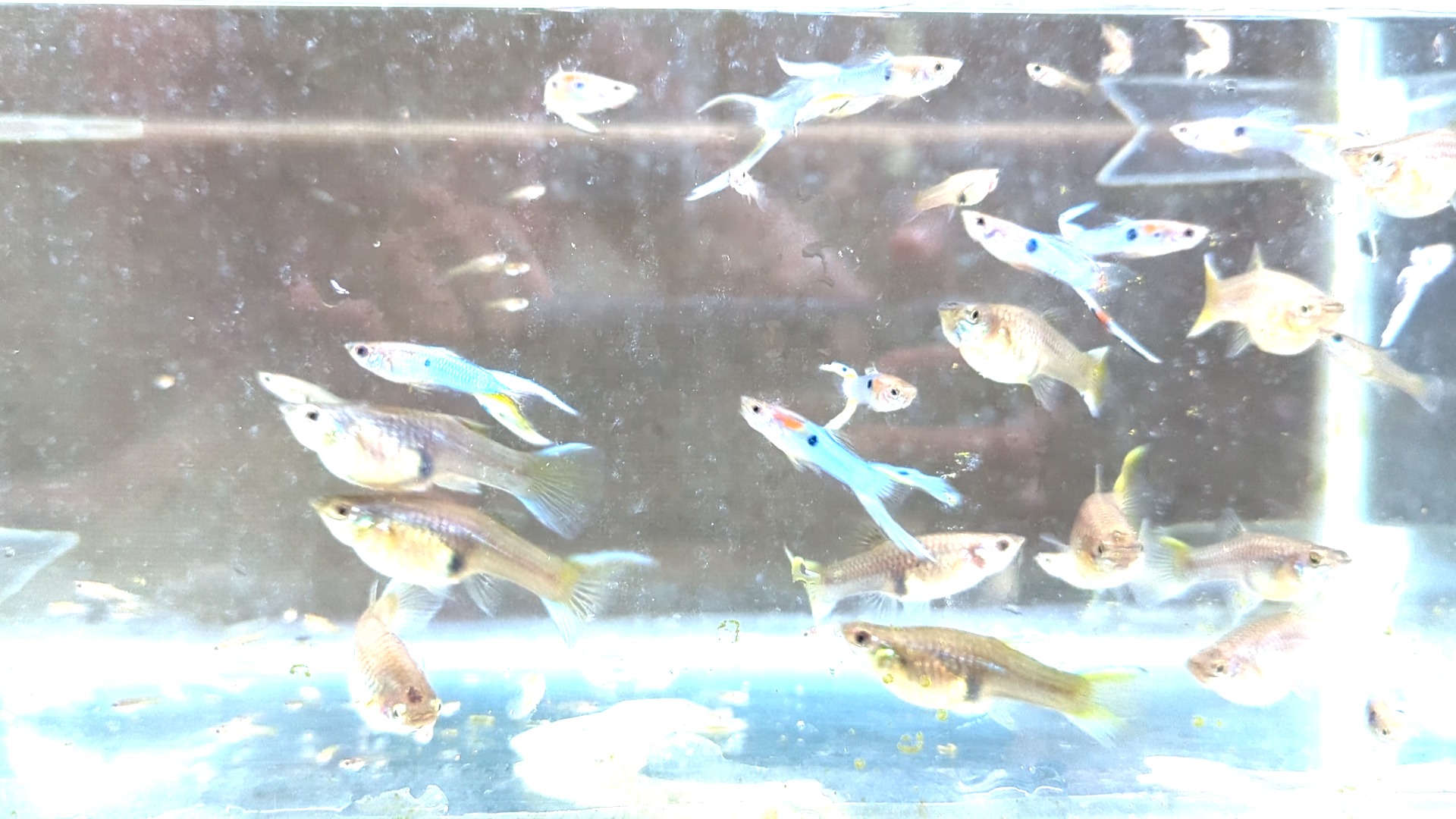 Fish Test Object Detection Model by Diseased Fish