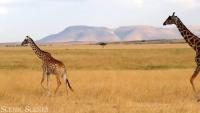 animals project thumbnail