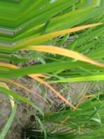 Rice_Leaf_Dicease_Detection project thumbnail