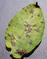 Dataset Image