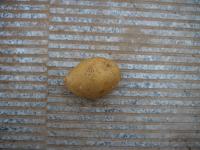 Potato project thumbnail