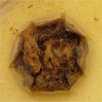 dataset project thumbnail