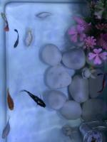 Fish Alive-Dead project thumbnail