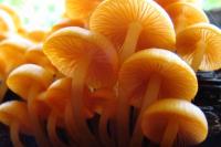 Non-edible Mushroom 3 project thumbnail