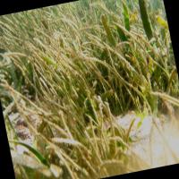 dataset-seagrass project thumbnail