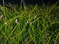 syringodium-isoetifolium project thumbnail