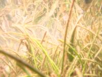 seagrass 6 project thumbnail