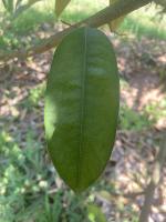 Durian-Leaves-Detection project thumbnail