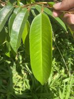 Durian Leaf Detection project thumbnail