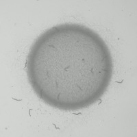 worm project thumbnail