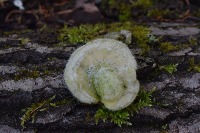 mushrooms project thumbnail