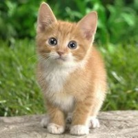 cat project thumbnail
