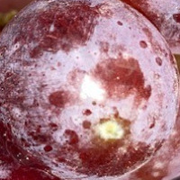 red_grapes project thumbnail