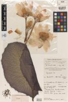 leaf_area project thumbnail