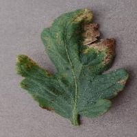 Tomato_leaf_test project thumbnail