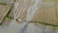 Deteksi Bebek 3 - 59 Image that Annotated Bebek project thumbnail