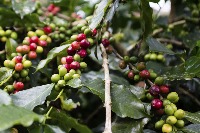 CoffeeDetection project thumbnail