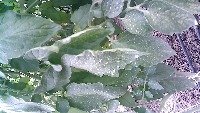 leaf identification merge project thumbnail