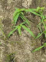 C-4 Maize 2026 project thumbnail