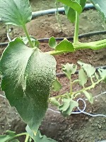 leaf identification project thumbnail