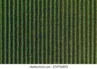 crop_row 2 project thumbnail