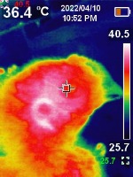poultry detection project thumbnail