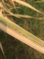 Sugarcane Leaf Detection project thumbnail