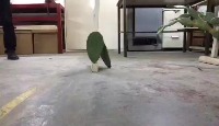 cactusDetect project thumbnail