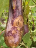 Fruit rot project thumbnail