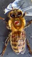 Varroa_mite project thumbnail