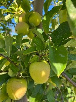 Apple_segmentation project thumbnail