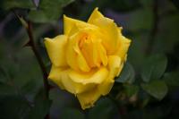 DetectionFlowerRose project thumbnail