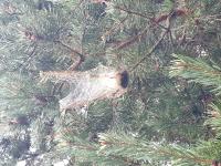 nest-images project thumbnail