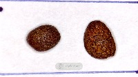 coffe_bean_sorter project thumbnail