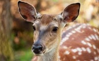 deer project thumbnail